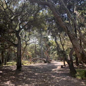 Lynn Rip Van Winkle Open Space - Dog Parks Near Me - Pacific Grove, California Lynn Rip Van Winkle Open Space - Dog Parks Near Me - Pacific Grove, California