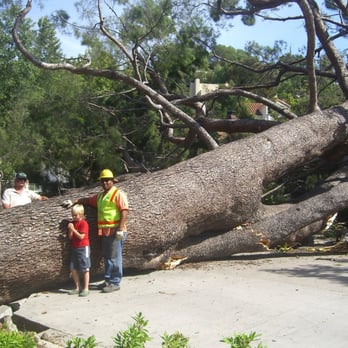 Sherman Oaks Tree Service - Maintain your trees to avoid this disaster - Landscaping Near Me Sherman Oaks Tree Service - Maintain your trees to avoid this disaster - Landscaping Near Me