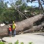 Photo of Sherman Oaks Tree Service
