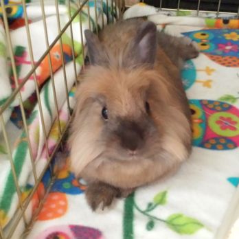 East Bay Rabbit Rescue - Pet Adoption Near Me - Livermore, California