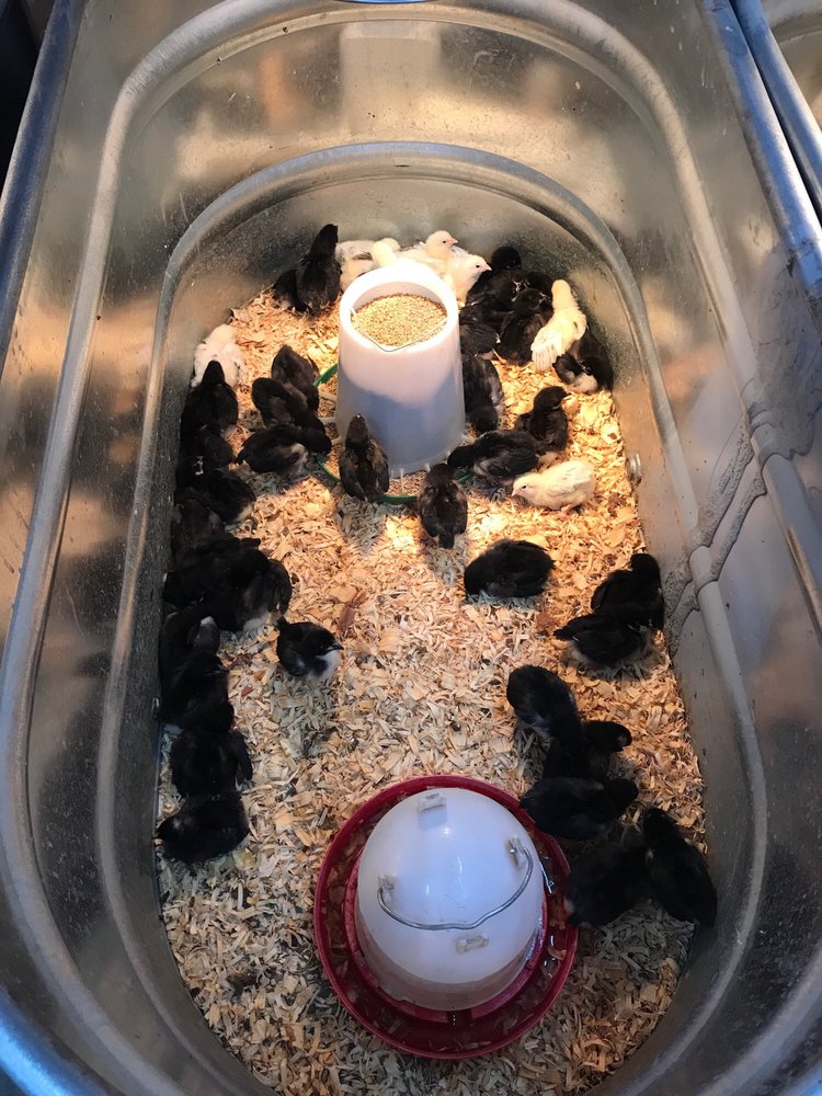 RURAL KING 52 Photos & 29 Reviews Farming Equipment 7422 Gall Blvd, Zephyrhills, FL