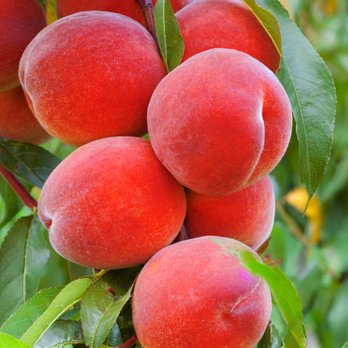 Calloway's Nursery - Belle of Georgia Peach - is an old-time favorite that produces brilliant red flowers each spring and large fruit in late August. - Nurseries & Gardening Near Me - Flower Mound, Texas Calloway's Nursery - Belle of Georgia Peach - is an old-time favorite that produces brilliant red flowers each spring and large fruit in late August. - Nurseries & Gardening Near Me - Flower Mound, Texas