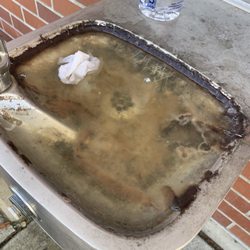 Mt Diablo High School - Water fountain with mold a literal growing ecosystem.