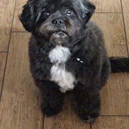 Joe Dog Grooming Winnetka Ca: Unleash Pampered Pups