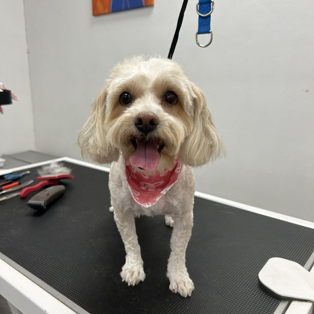 Pet Beloved - Cookie on the grooming table. - Pet Groomers Near Me - San Diego, California Pet Beloved - Cookie on the grooming table. - Pet Groomers Near Me - San Diego, California