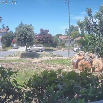 ML Tree Service - after - Tree Services Near Me - Redwood City, California ML Tree Service - after - Tree Services Near Me - Redwood City, California