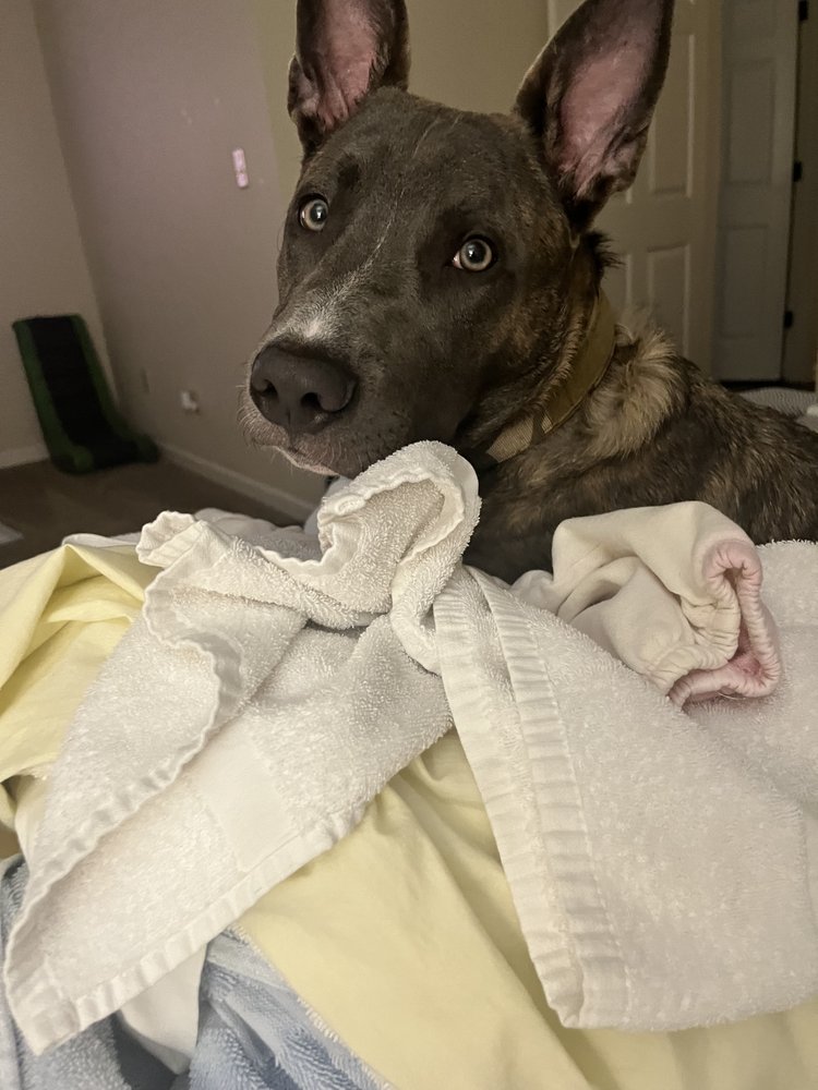 GetWell Animal Hospital - pet boarding facility in Memphis, TN