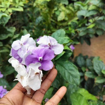 Fairchild Tropical Botanic Garden by null