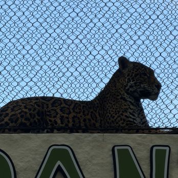 San Antonio Zoo - Leopard - Zoos Near Me - San Antonio, Texas