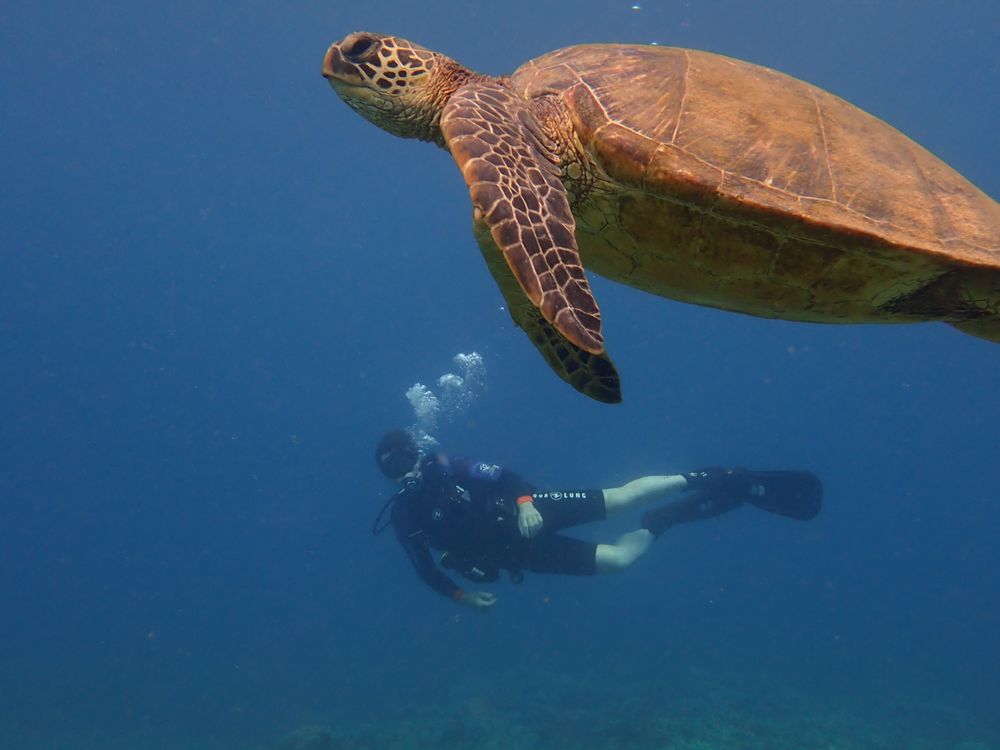 Banyan Tree Divers Maui Logo
