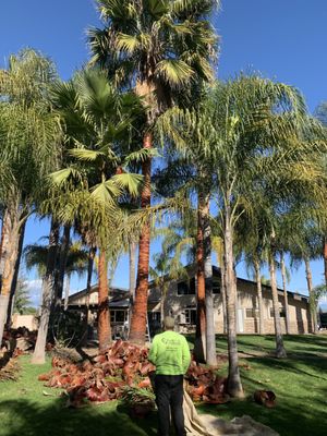 Professional Tree Trimming - Keep your trees healthy, safe, and beautiful with our expert tree trimming services. Our trained arborists remove dead or overgrown branches, enhance tree structure, and improve sunlight exposure for thriving landscapes. We use modern equipment and follow industry best practices for every job—residential or commercial. Let us help you protect your property and boost curb appeal with precise, reliable tree care. Professional Tree Trimming - Keep your trees healthy, safe, and beautiful with our expert tree trimming services. Our trained arborists remove dead or overgrown branches, enhance tree structure, and improve sunlight exposure for thriving landscapes. We use modern equipment and follow industry best practices for every job—residential or commercial. Let us help you protect your property and boost curb appeal with precise, reliable tree care.