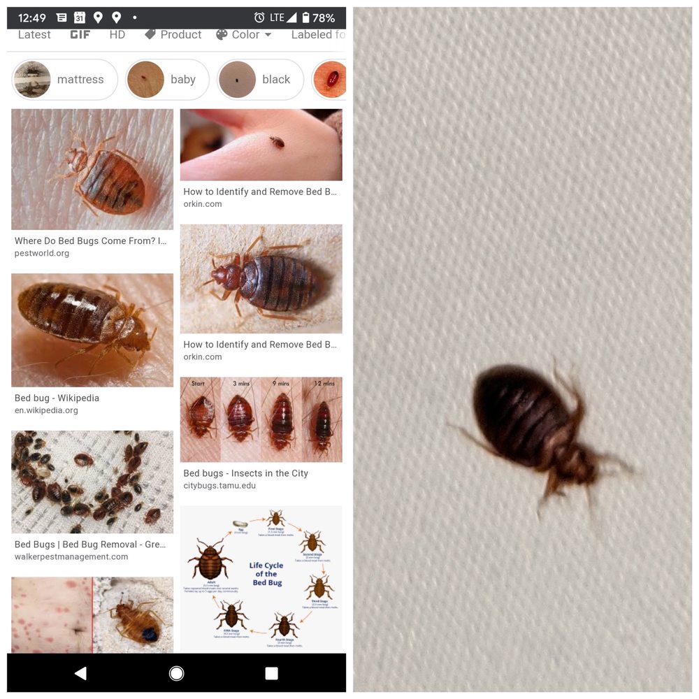 Rodeway Inn - The picture on the left was on our bed- the right is to show it's a bed bug. They tried to say was a beetle. - Hotels Near Me - Boardman, Oregon Rodeway Inn - The picture on the left was on our bed- the right is to show it's a bed bug. They tried to say was a beetle. - Hotels Near Me - Boardman, Oregon