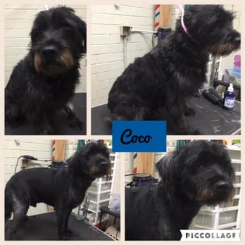 Camp Run-A-Mutt - Took in my 40 lb dog and got a great service of bath, ear cleaning, nails and cut for $50. Wendy is great and kind! - Pet Sitting Near Me - Chula Vista, California Camp Run-A-Mutt - Took in my 40 lb dog and got a great service of bath, ear cleaning, nails and cut for $50. Wendy is great and kind! - Pet Sitting Near Me - Chula Vista, California