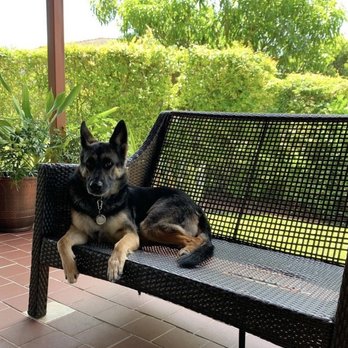 SentinelHarts German Shepherds - Pets Near Me SentinelHarts German Shepherds - Pets Near Me