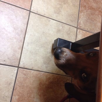 PetSmart - My poor sick little scared boy. - Pet Stores Near Me - Pleasant Hills, Pennsylvania