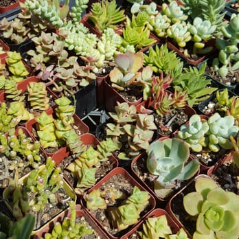 California Cactus Center - Nurseries & Gardening Near Me - Pasadena, California