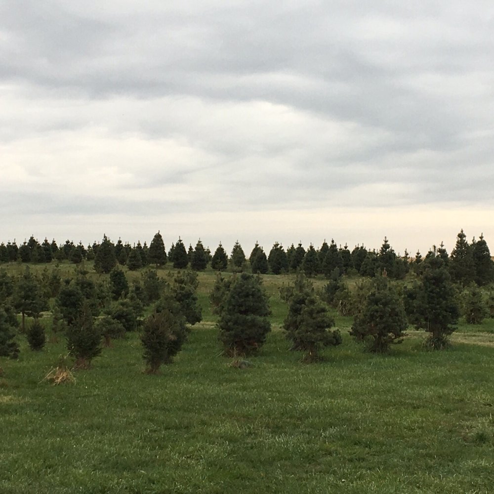 Strawberry Hill Christmas Tree Farm - Tree city - Christmas Trees Near Me Strawberry Hill Christmas Tree Farm - Tree city - Christmas Trees Near Me