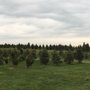 Photo of Strawberry Hill Christmas Tree Farm