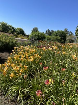 Amador Flower Farm by null