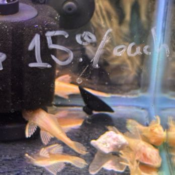 Amazing Aquarium - Good price! - Aquariums Near Me - Brooklyn, New York