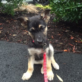 Ahimsa Dog Training - First day at Ahimsa (8) weeks old. Wow! What a cutie. - Pet Training Near Me - Seattle, Washington Ahimsa Dog Training - First day at Ahimsa (8) weeks old. Wow! What a cutie. - Pet Training Near Me - Seattle, Washington