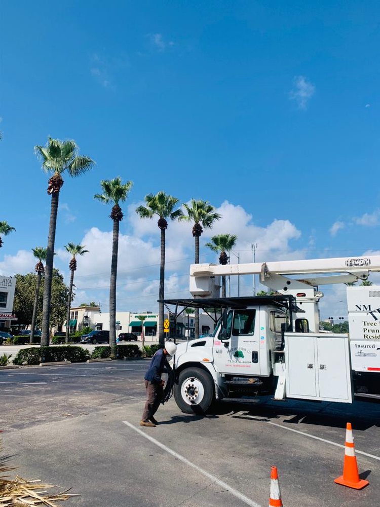 Nm Tree Solution - tree service in Houston, TX