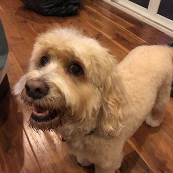 Q d Doggie - Cooper is so happy!  Thanks QD, awesome as ever. - Pet Groomers Near Me - Lake Forest, California