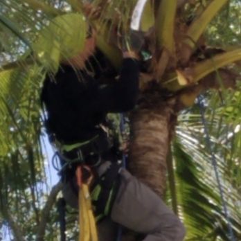 Six Days In The Trees - 6 days in the trees - Tree Services Near Me - Hollywood, Florida Six Days In The Trees - 6 days in the trees - Tree Services Near Me - Hollywood, Florida