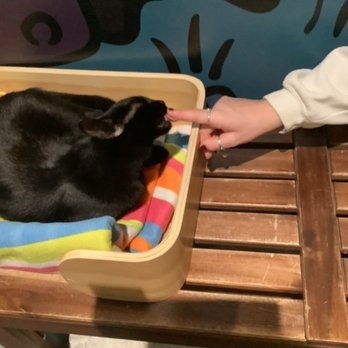 Catoro Cafe - Pet Adoption Near Me - Vancouver, British Columbia Catoro Cafe - Pet Adoption Near Me - Vancouver, British Columbia
