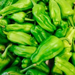 Midyim Eco - And they have arrived! Can we all appreciate the level of vibrancy in these peppers?? Mix of Padron and Stavros peppers.