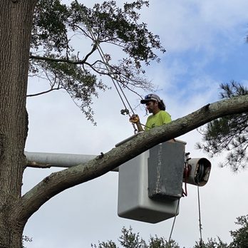Jamez Gs Tree Service - Bucket truck removal - Tree Services Near Me Jamez Gs Tree Service - Bucket truck removal - Tree Services Near Me