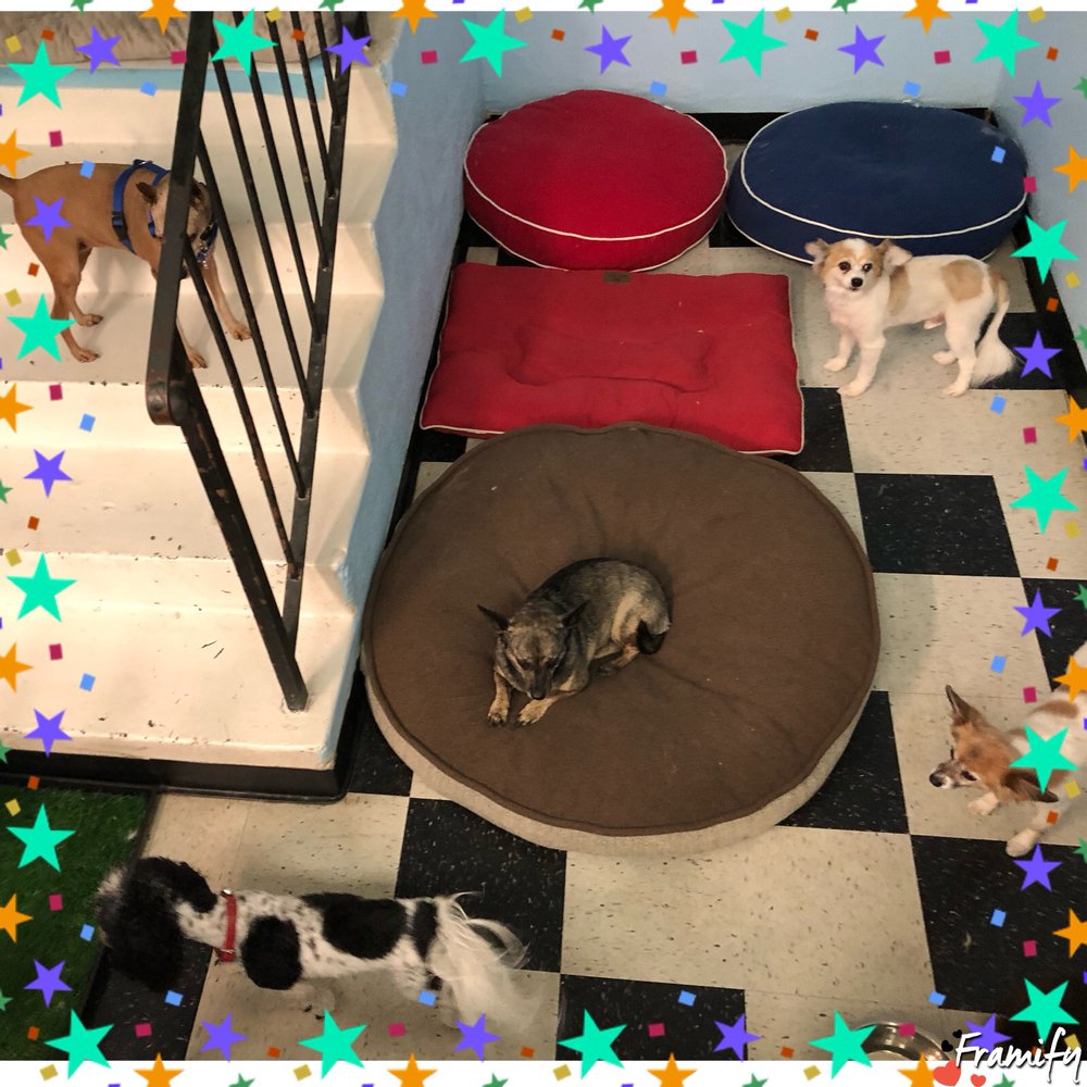 THE PUPPY PALACE 63 Photos & 82 Reviews Pet Groomers 11156 Balboa