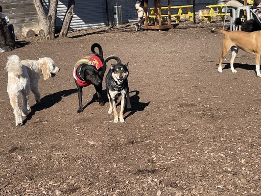 MUTTS Canine Cantina® by null