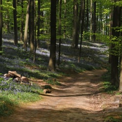 Hallerbos