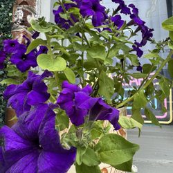 The Window - Beautiful flowers at The Window