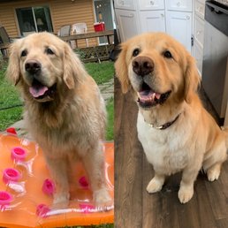 Bodhi before and after his puppy cut Bodhi before and after his puppy cut