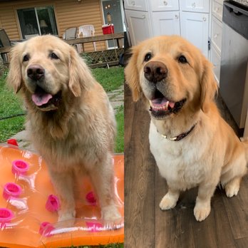 Silly Dogs Grooming Services - Bodhi before and after his puppy cut - Pet Groomers Near Me - Wilmington, Delaware Silly Dogs Grooming Services - Bodhi before and after his puppy cut - Pet Groomers Near Me - Wilmington, Delaware