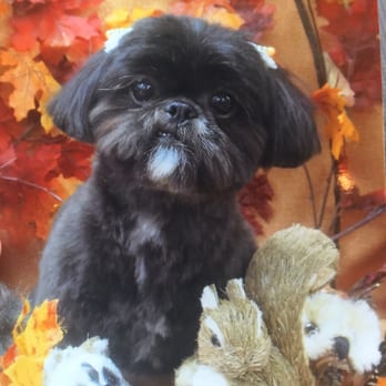 Wan Wan Paradise - Luna's first trip to Wan Wan Paradise. Very impressed! - Pet Groomers Near Me - Honolulu, Hawaii
