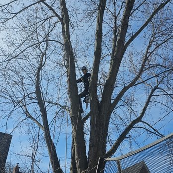 Vista Enhancement Tree Services - Tree Services Near Me Vista Enhancement Tree Services - Tree Services Near Me