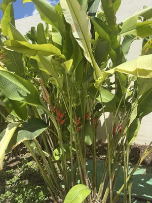 Hacienda Xcanatun, Angsana Heritage Collection by null