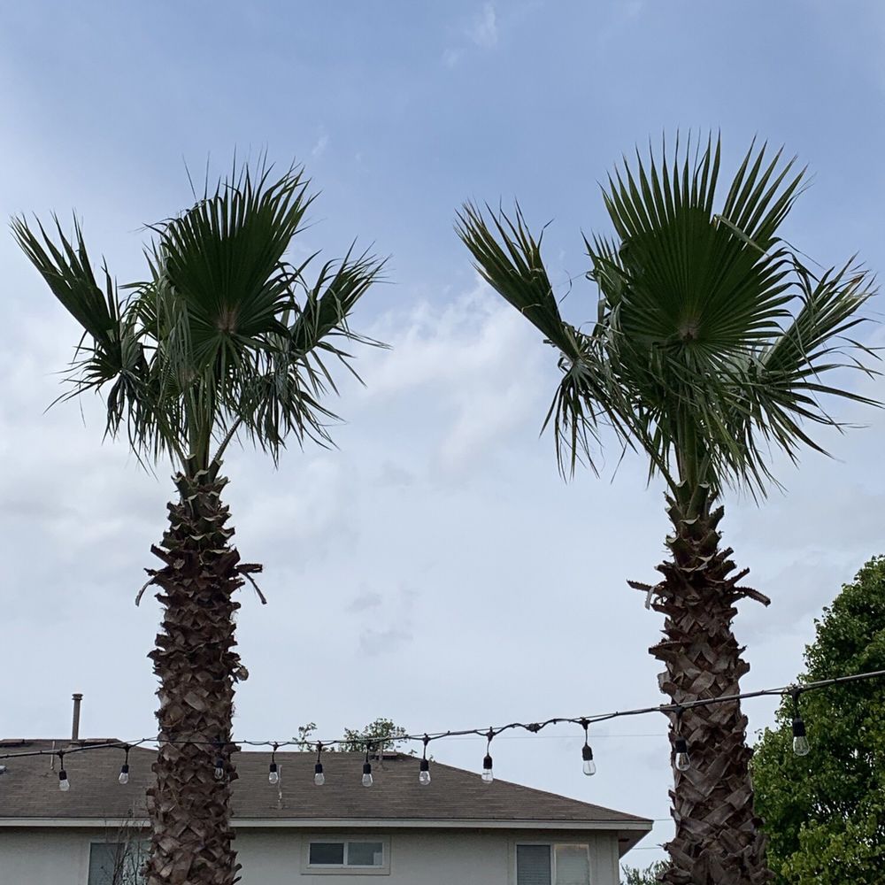 Mike's Tree Service - Palm trees - Tree Services Near Me - Leander, Texas Mike's Tree Service - Palm trees - Tree Services Near Me - Leander, Texas