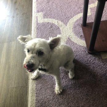 Fresh Paws on the Go - Marshmallow - Pet Groomers Near Me