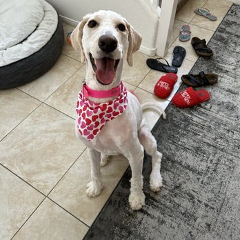 Top Dog Grooming - This is my dog after her grooming. - Pet Groomers Near Me - Las Vegas, Nevada Top Dog Grooming - This is my dog after her grooming. - Pet Groomers Near Me - Las Vegas, Nevada