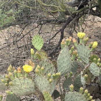 Saguaro National Park - Cactus - Parks Near Me - Tucson, Arizona Saguaro National Park - Cactus - Parks Near Me - Tucson, Arizona
