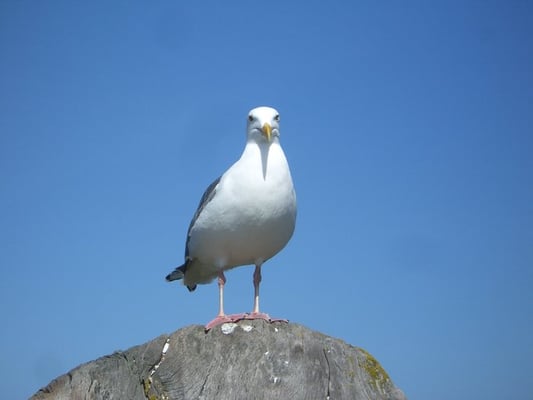 Salt Point State Park by null
