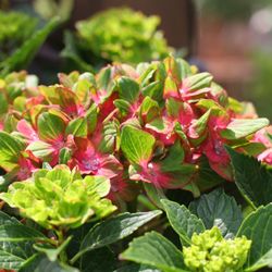 Hydrangea Pistachio - a customer favorite!