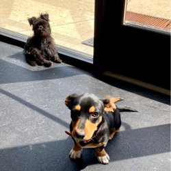 Elite K-911 Dog Training & Behavior