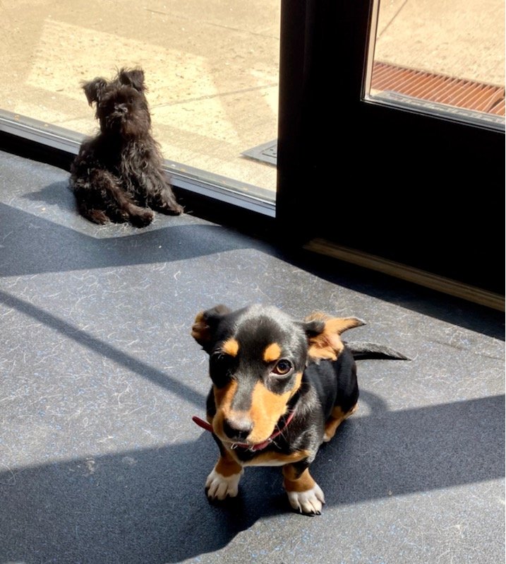 Elite K-911 Dog Training & Behavior - pet boarding facility in North Ridgeville, OH