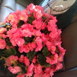 BRIGIOTTA'S GREENHOUSE & GARDEN CENTER
