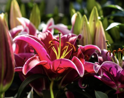 Lowe's Home Improvement by null